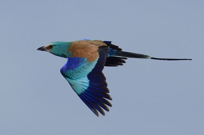 Bird Watching in Ethiopia